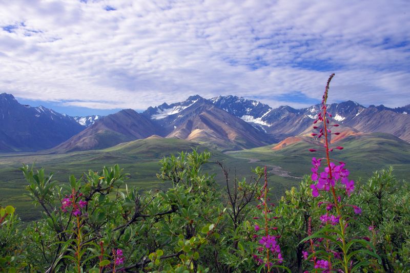 Alaska — Denali National Park (Denali / Healy)