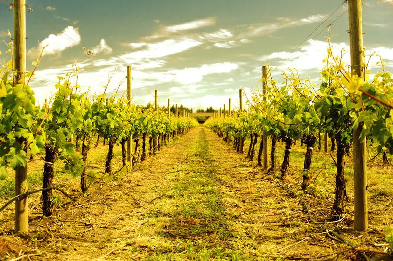 The Heart of Willamette Valley Wine Country