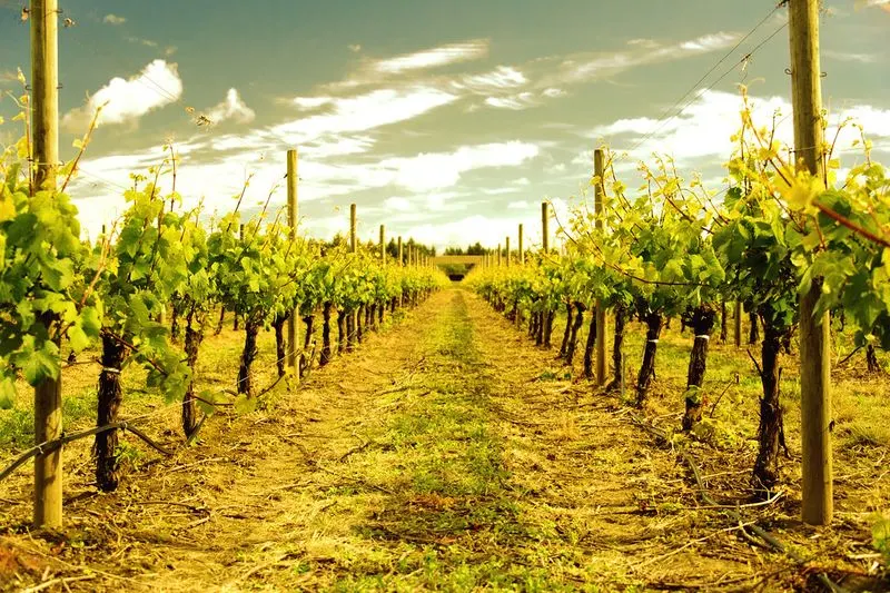 The Heart of Willamette Valley Wine Country