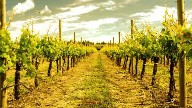 Along Oregon’s Wine Country Is a Valley Town Where Harvest Season Brings Vineyards and Colorful Hills