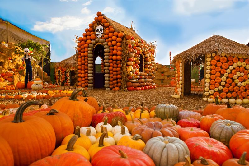 Mr. Bones Pumpkin Patch