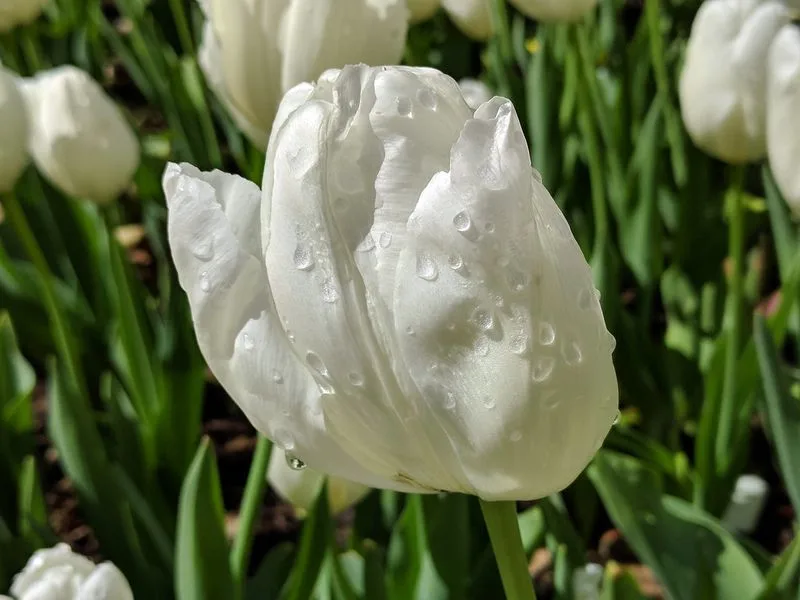 Descanso Gardens, California