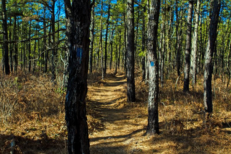 The Pine Barrens