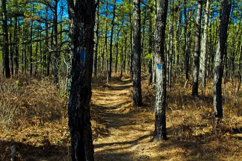 The Pine Barrens