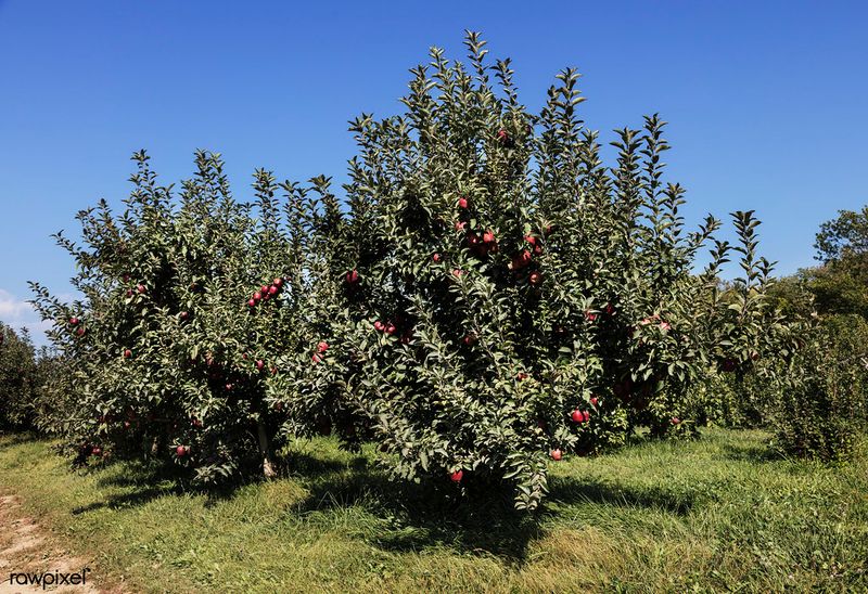 Shelburne Orchards