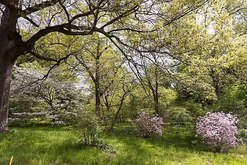 Arnold Arboretum of Harvard University, Massachusetts
