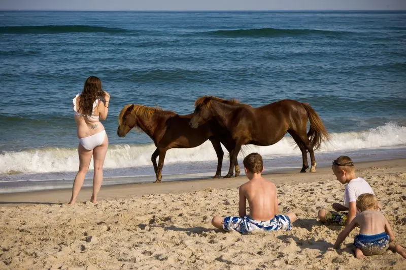 Assateague Island, Maryland/Virginia