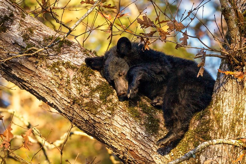 Black Bear Foraging in Great Smoky Mountains, Tennessee