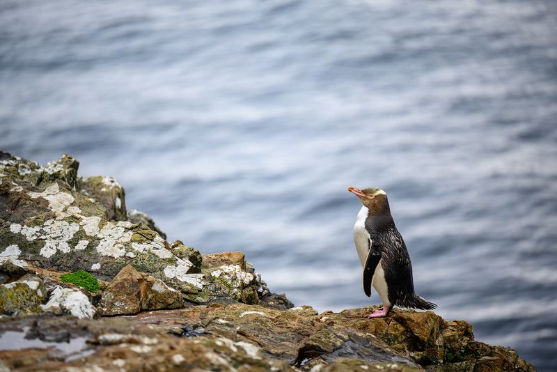 Disappointment Island, New Zealand