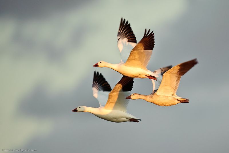 Snow Geese Migration at Bosque del Apache, New Mexico