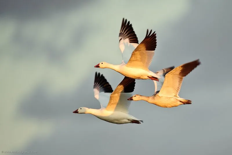 Snow Geese Migration at Bosque del Apache, New Mexico