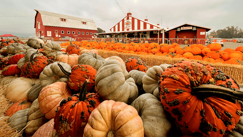 Portland Pumpkin Patch on Sauvie Island