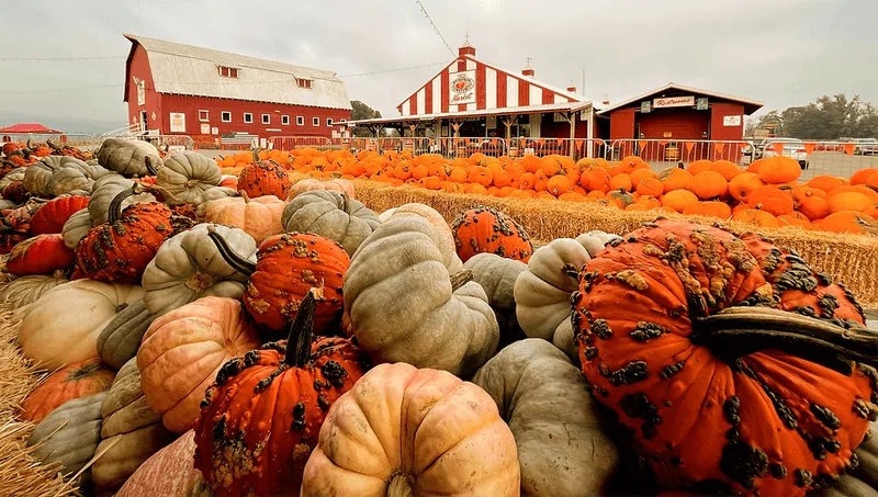 Portland Pumpkin Patch on Sauvie Island