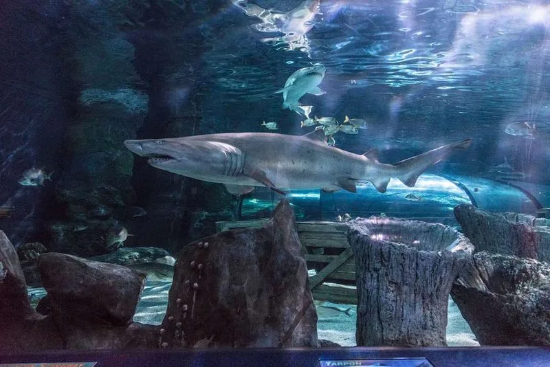 Ripley's Aquarium