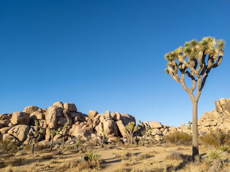 Joshua Tree National Park, California
