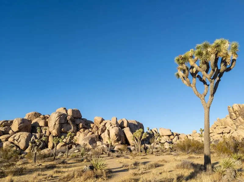 Joshua Tree National Park, California