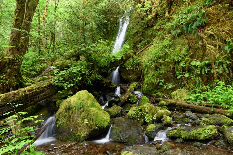 Quinault Rainforest