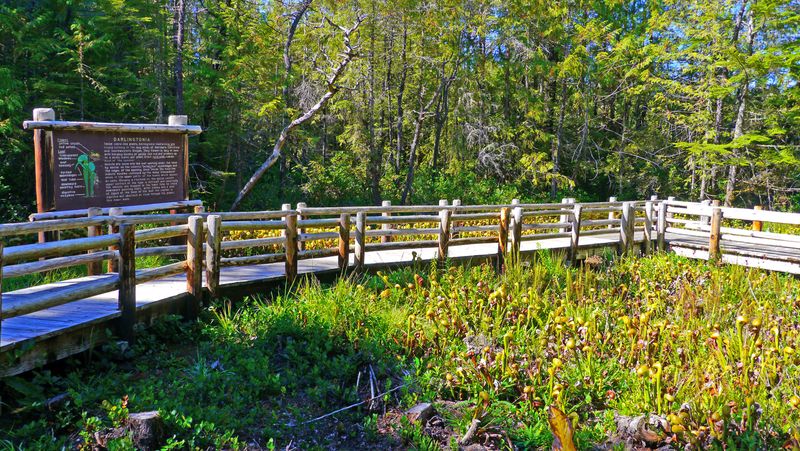 Darlingtonia State Natural Site – Florence