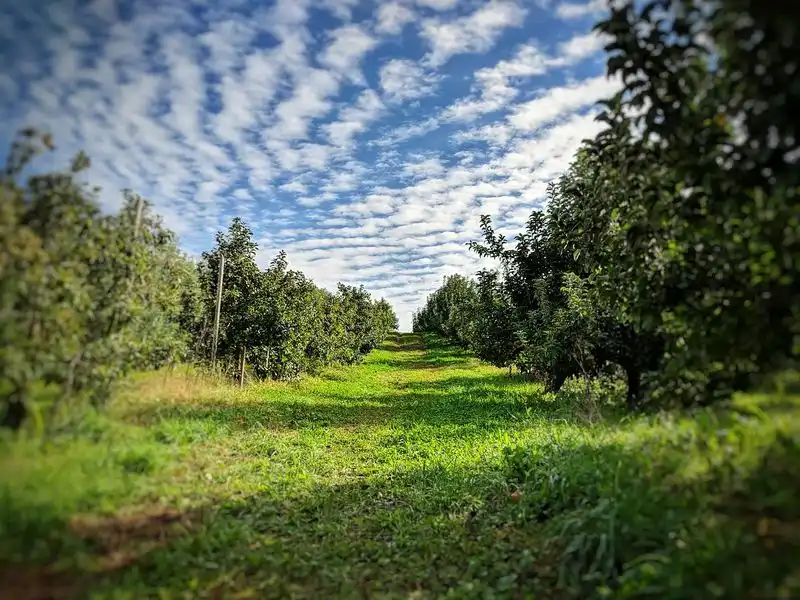 Berlin Orchards (Berlin, MA)