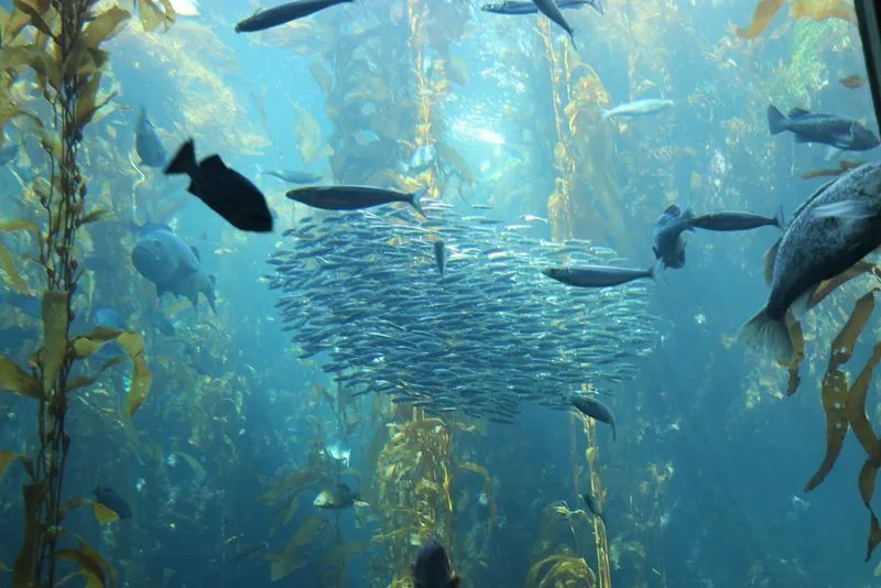 Monterey
