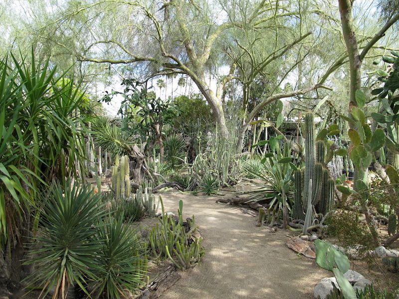 Visit Moorten Botanical Garden
