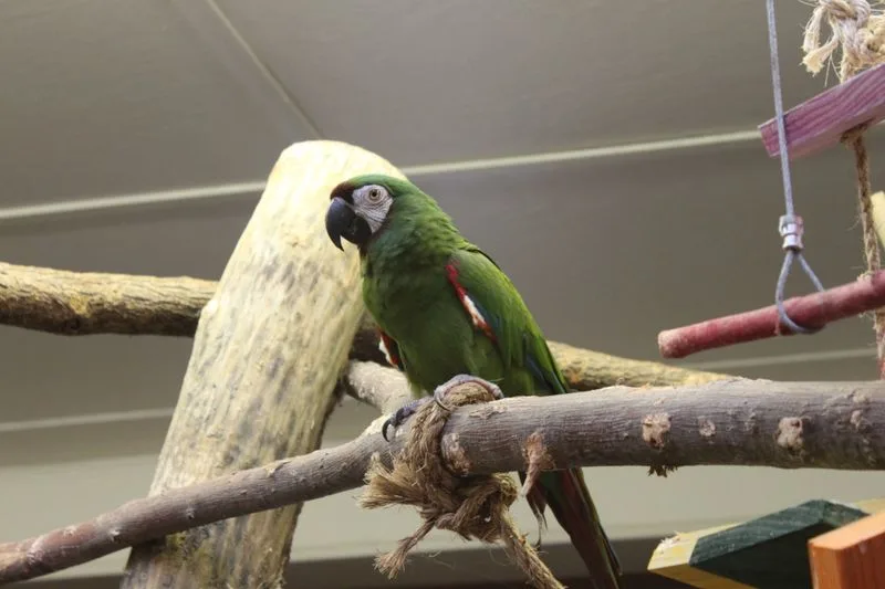 Family Fun at Niabi Zoo – Coal Valley