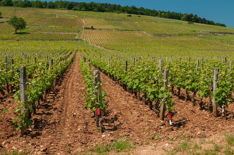Domaine de la Romanée-Conti, Burgundy