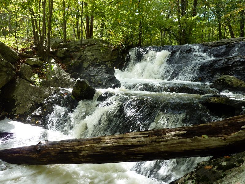 Norvin Green State Forest (NJ)