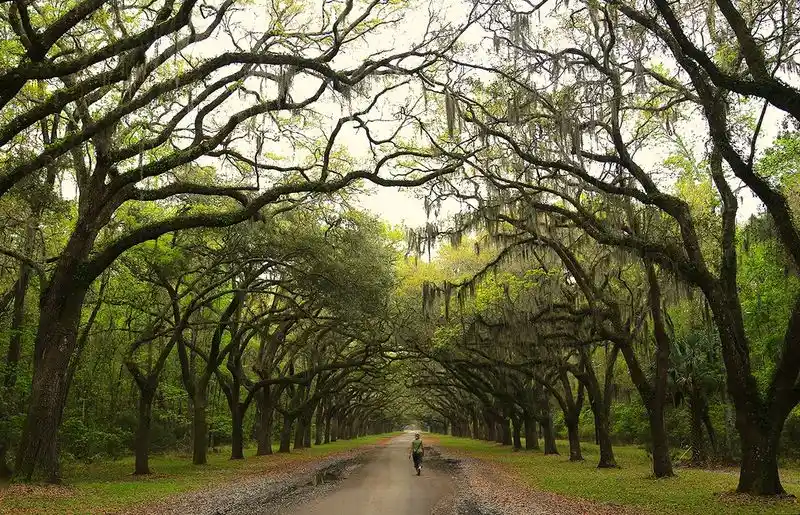 Wormsloe Historic Site (Savannah, GA)