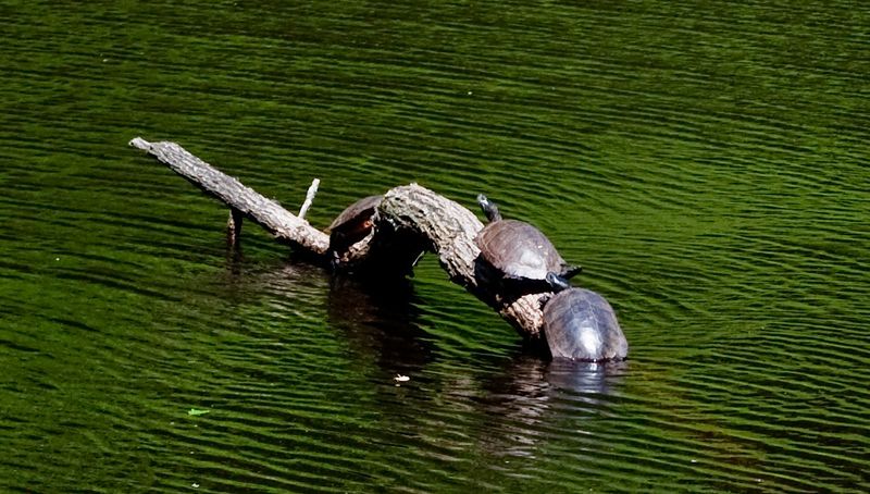 Green Ridge State Forest – Maryland