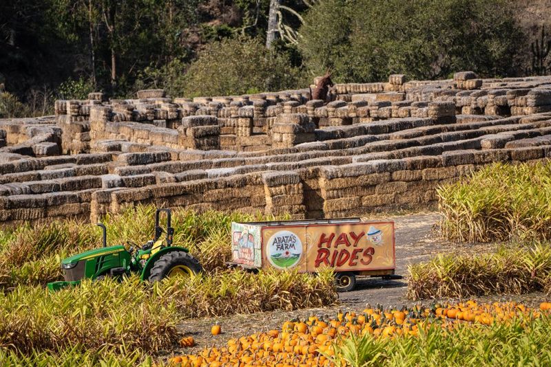 Arata’s Pumpkin Farm