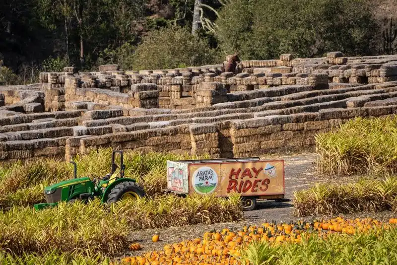Arata’s Pumpkin Farm
