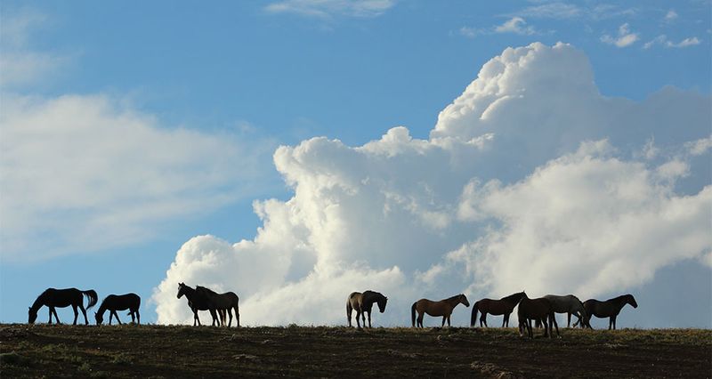 Pryor Mountain Wild Mustang Center