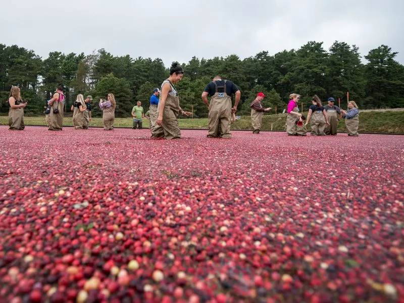 Cranberry Harvest Celebration