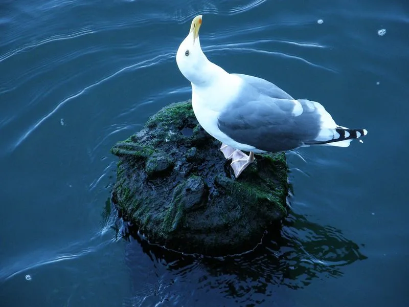 Wildlife Watching Along the Estuaries