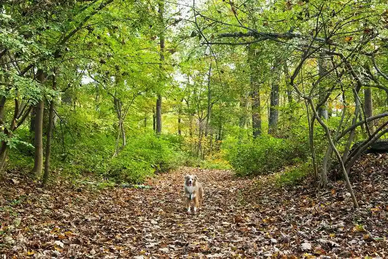 Teatown Lake Reservation (NY)
