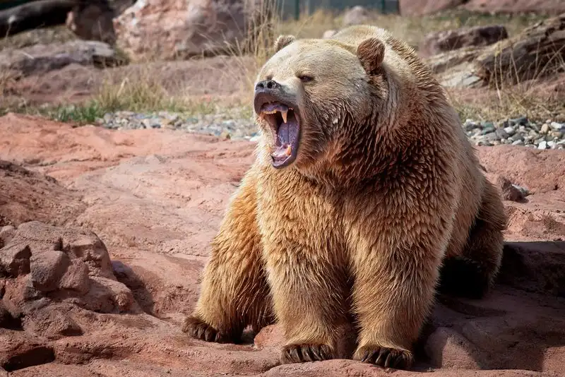 Bear Country USA – Rapid City