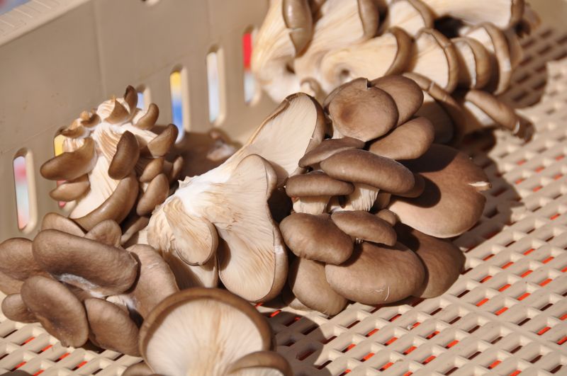 Santa Fe Farmers Market, Santa Fe, New Mexico