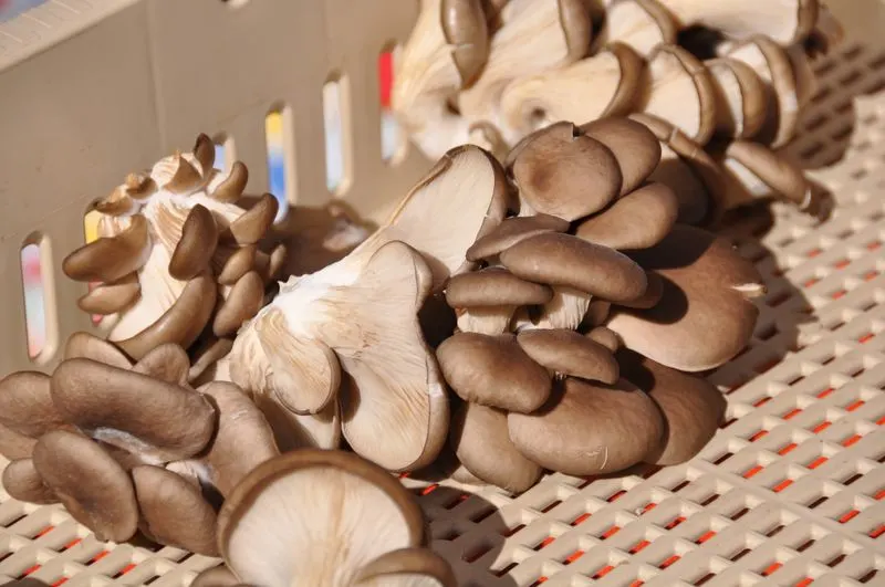 Santa Fe Farmers Market, Santa Fe, New Mexico