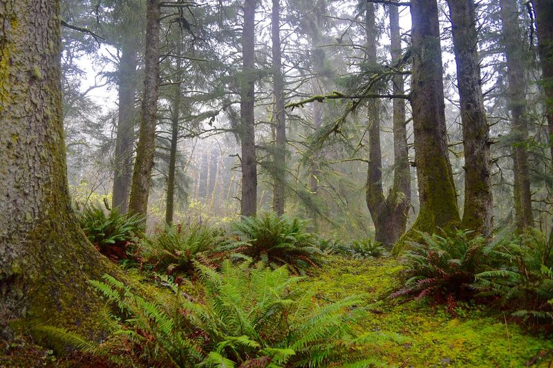 Cascade Head Reserve – Oregon