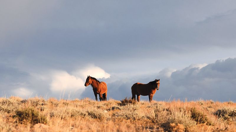Pryor Mountain Wild Horse Range