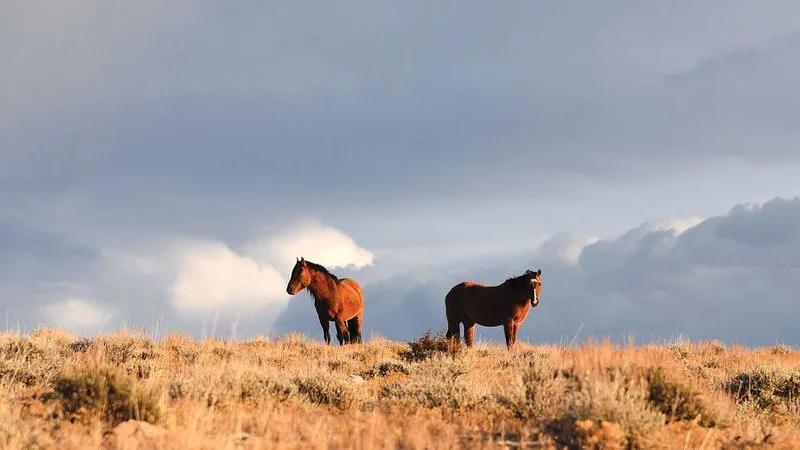 Pryor Mountain Wild Horse Range