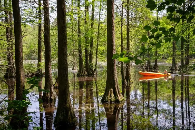 Trap Pond State Park, Delaware