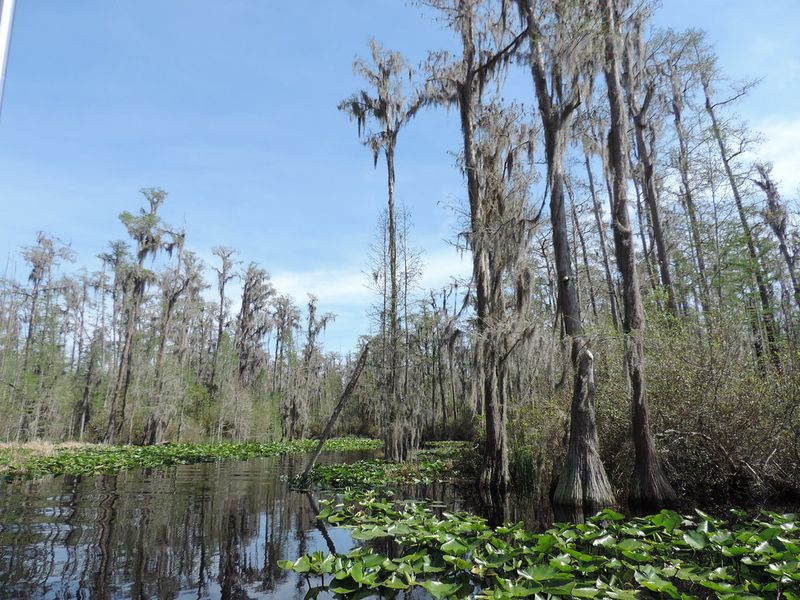 Okefenokee Swamp, Georgia