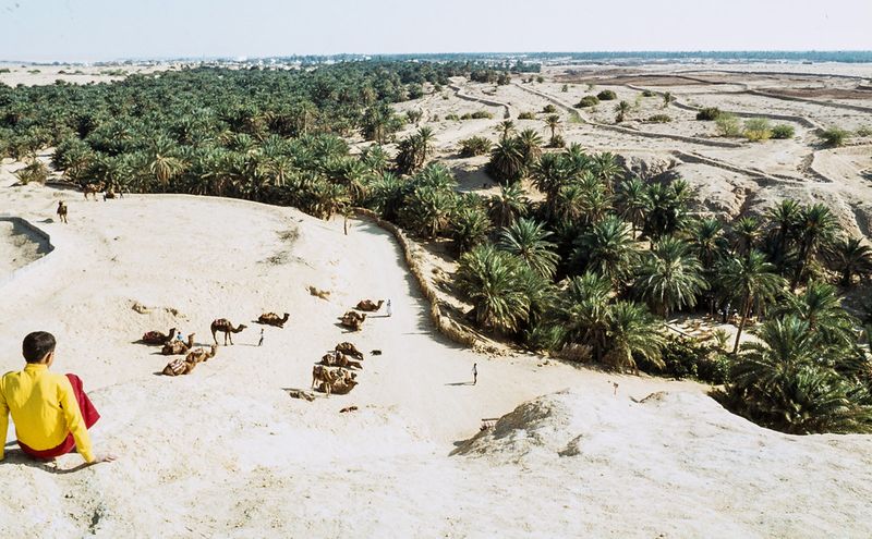 Tozeur Oasis, Tunisia