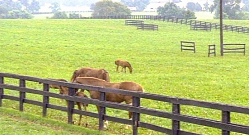Equestrian Farm Tours
