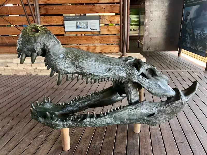 Exploring the Fossil Discovery Exhibit