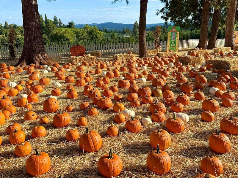 Pumpkin Patch & Harvest Festival – Buena Vista