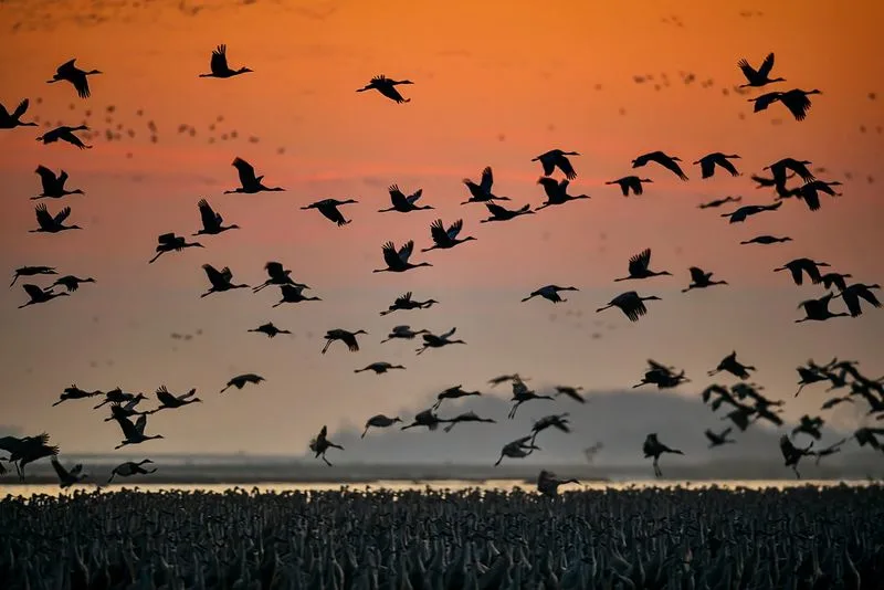 Sandhill Crane Migration along the Platte River, Nebraska