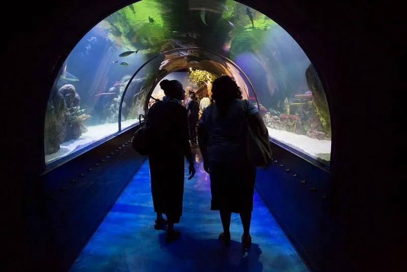 Discover the Shreveport Aquarium
